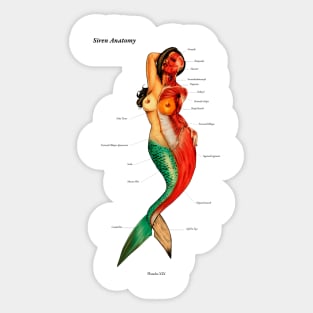 Siren's Anatomy Sticker